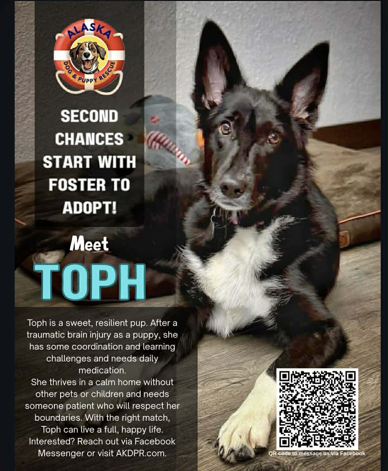 A picture of a black and white dog with text asking for a volunteer to foster the dog.